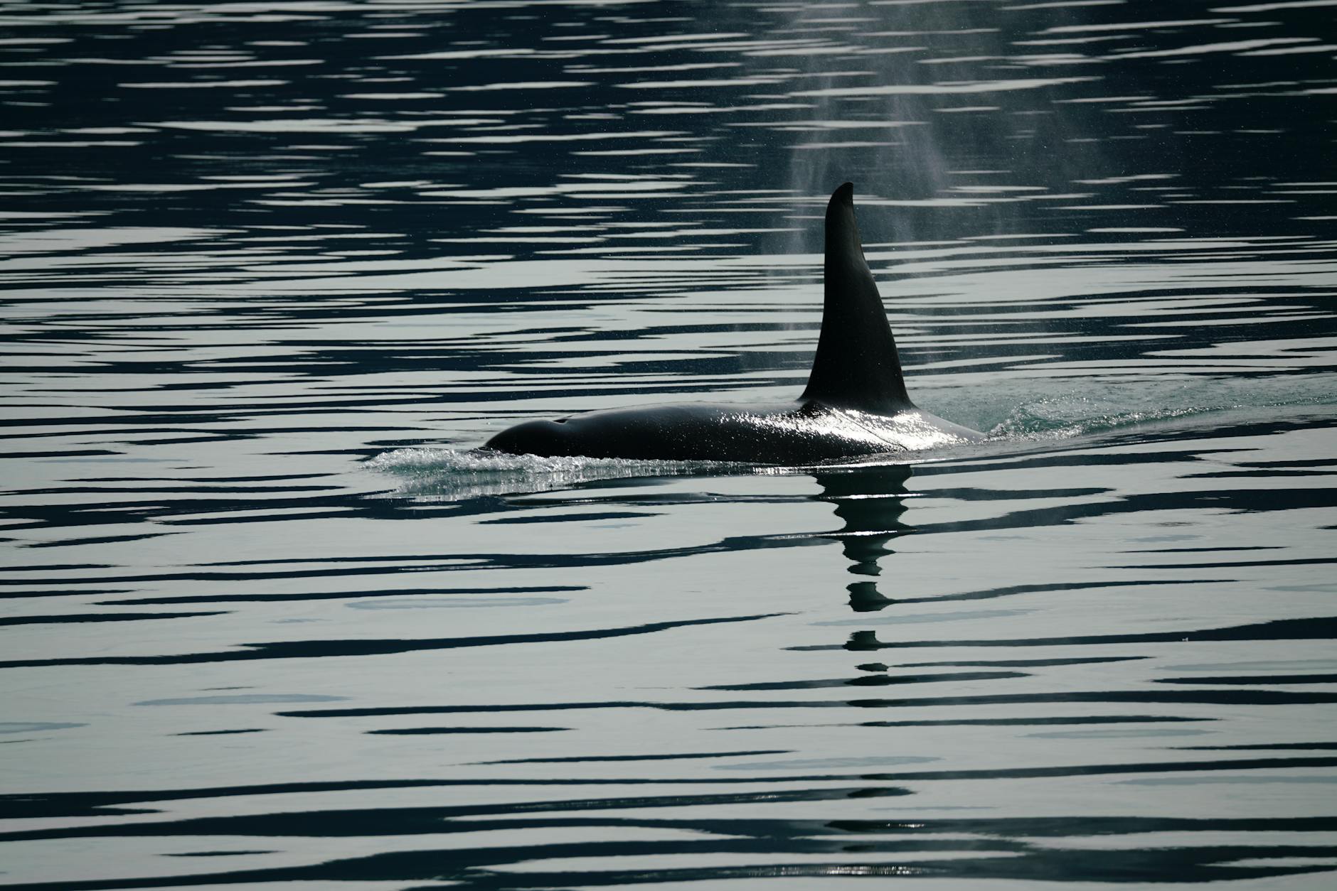How Raydium and Orca Work: Solana's Leading DEXs Explained
