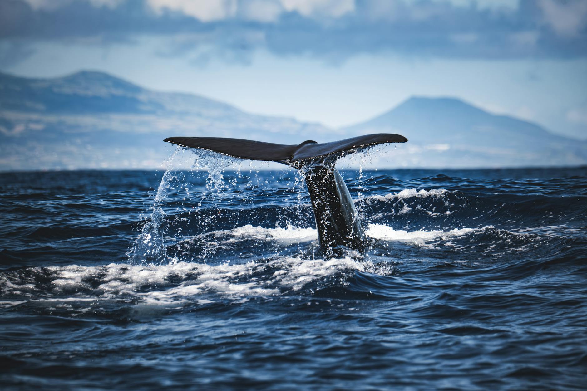 How to Track Whale Wallets on Solana: Finding the Biggest Holders